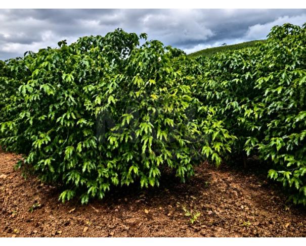 Foto de DIVINO/MG – Fazenda cafeeira com a área de 10,84,25ha, denominada Fazenda Bom Destino