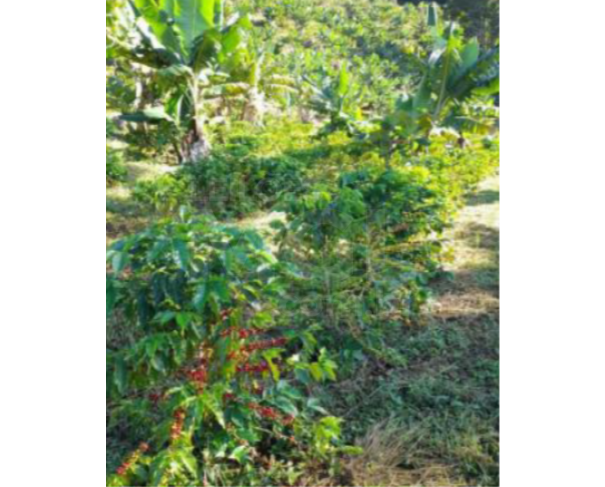 Foto de SÃO JOSÉ DO ALEGRE/MG — Terreno rural com 8.82.49 hectares no Bairro Mamono