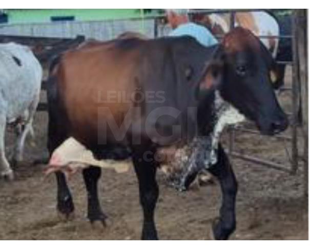 Foto de JAPARAÍBA/MG - 16 vacas leiteiras