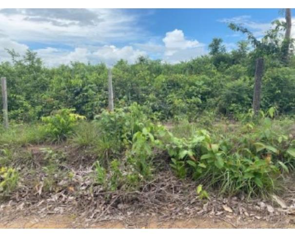 Foto de VILA NOVA DOS MARTÍRIOS/MA - FAZENDA SANTA MARIA PARTE 02 COM ÁREA DE 104,4522HA