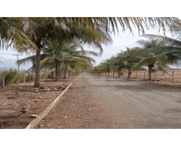 Foto de MUQUÉM DO SÃO FRANCISCO/BA – Fazenda com a área de 225,1618ha, denominada Fazenda Santa Rosa