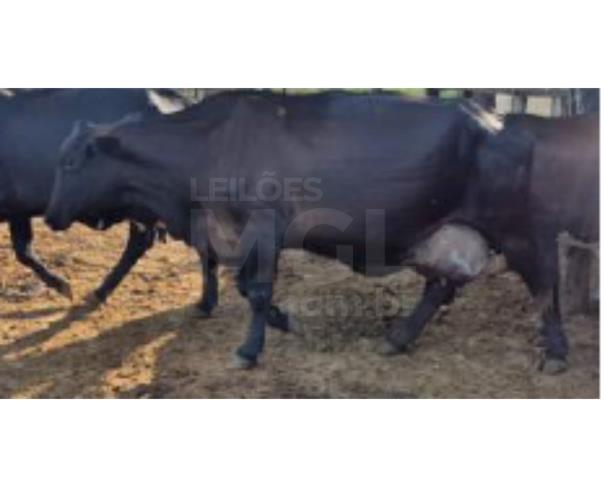 Foto de JAPARAÍBA/MG - 16 vacas leiteiras