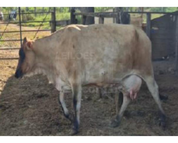 Foto de JAPARAÍBA/MG - 16 vacas leiteiras