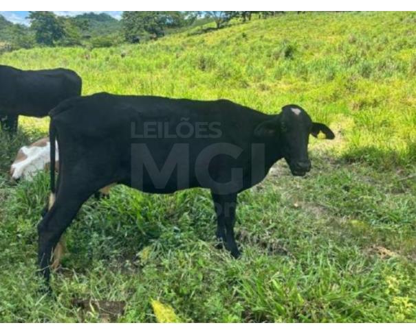 Foto de POTÉ/MG - Duas vacas mestiças, pesando em média 15 arrobas