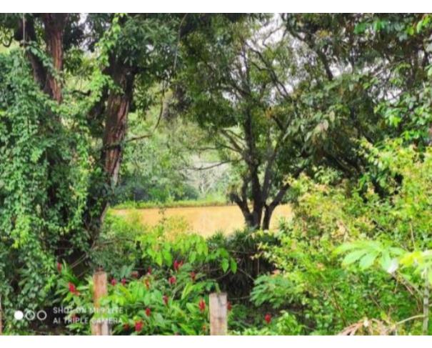Foto de CATAGUASES/MG — Terreno Rural com 5.16.26 hectares no Sítio das Palmeiras