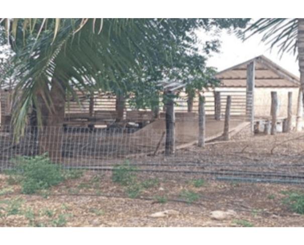 Foto de MUQUÉM DO SÃO FRANCISCO/BA – Fazenda com a área de 225,1618ha, denominada Fazenda Santa Rosa