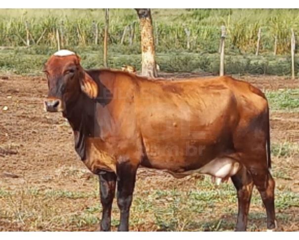Foto de JAPARAÍBA/MG - Vaca com pelagem castanho-avermelhada