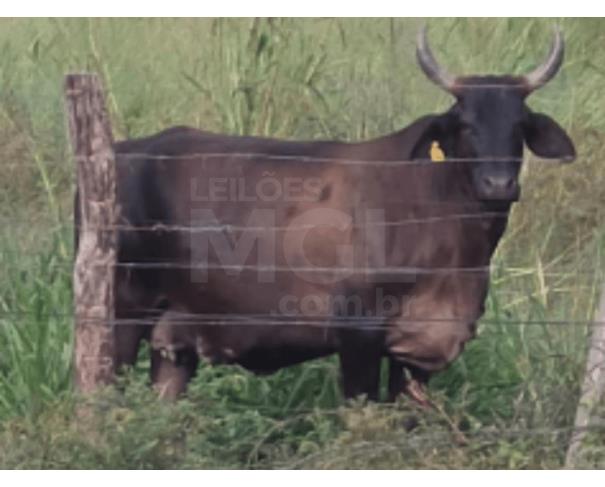 Foto de JAPARAÍBA/MG - Vaca com pelagem castanho/escuro, porte médio a grande