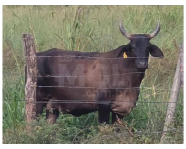 Foto de JAPARAÍBA/MG - Vaca porte médio a grande