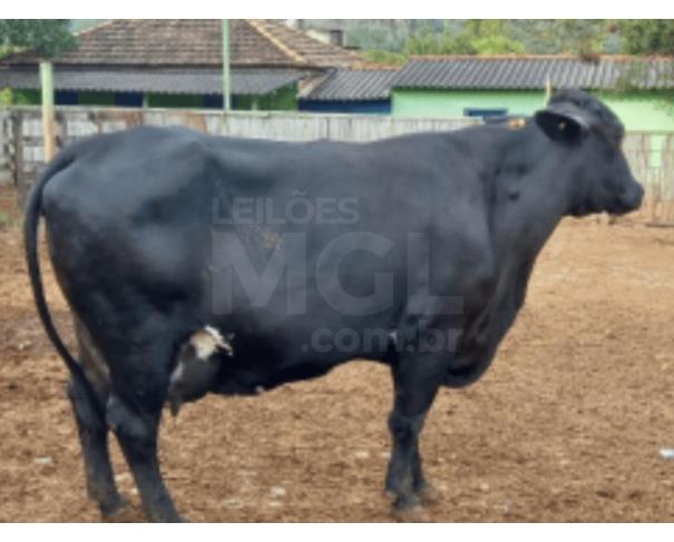 Foto de JAPARAÍBA/MG -  Vaca de pelagem preta uniforme porte grande, úbere de tamanho médio, com brinco nº 7089 