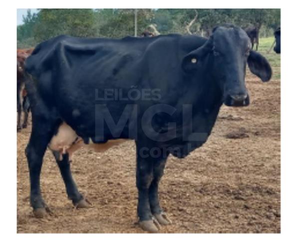 Foto de JAPARAÍBA/MG -  Vaca de pelagem preta uniforme