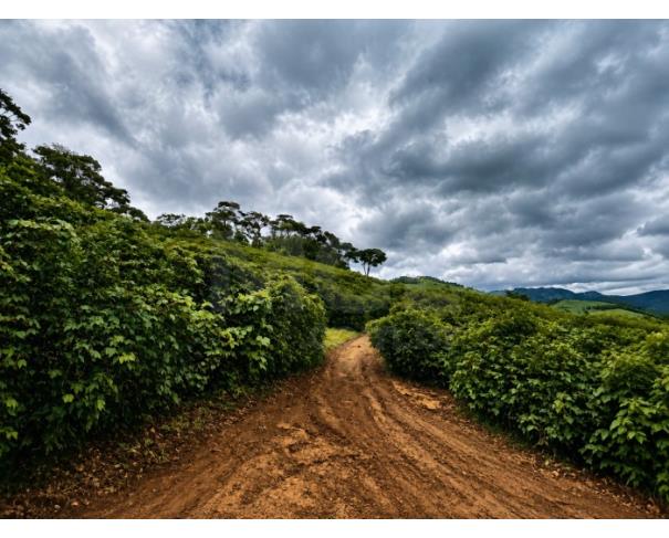 Foto de DIVINO/MG – Fazenda cafeeira com a área de 10,84,25ha, denominada Fazenda Bom Destino