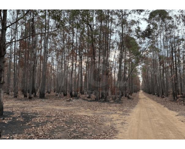 Rubelita/mg - terreno rural com 348,6096 hectares no monte alto e brejo. fazenda em leilão | mgl leilões
