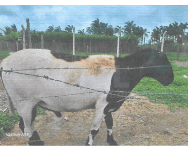 Foto de ARAGUARI/MG - Carneiro DORPER
