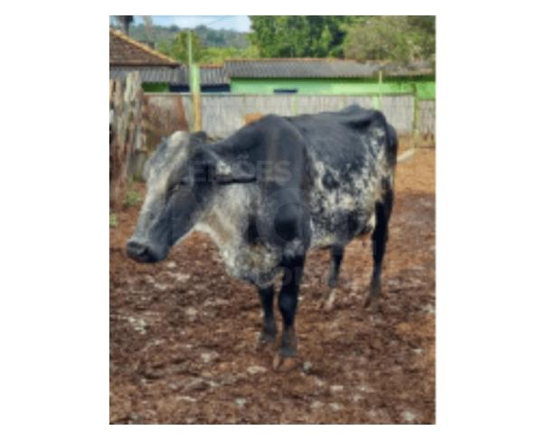 Foto de JAPARAÍBA/MG - Vaca de porte médio a grande, pelagem malhada preta e branca, com marca CT 