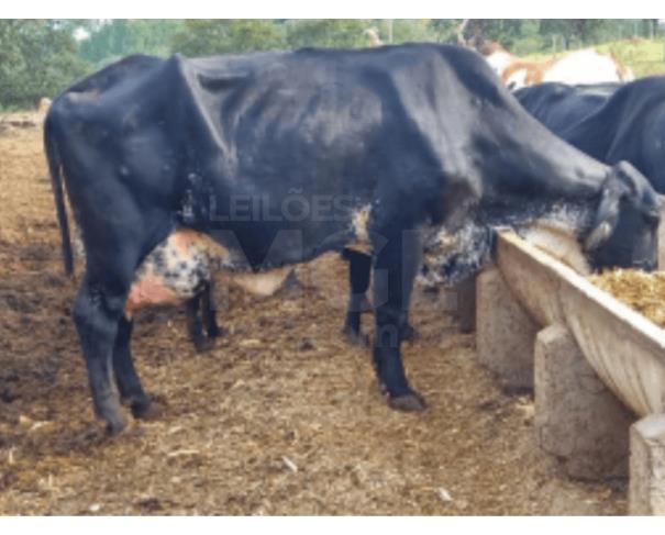 Foto de JAPARAÍBA/MG - 01 Vaca preta, sem vassoura do rabo, com bezerro (recém-parida), brinco nº 7137 