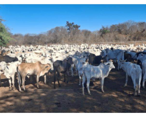 Foto de MANGA/MG - 338 novilhos, raça mestiça Nelore - 12 a 24 meses