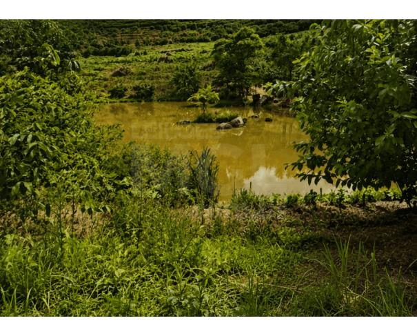 Foto de ORIZÂNIA/MG – Fazenda cafeeira produtiva com a área de 22,08,48ha, denominada Fazenda Providencia, Córrego da Fumaça