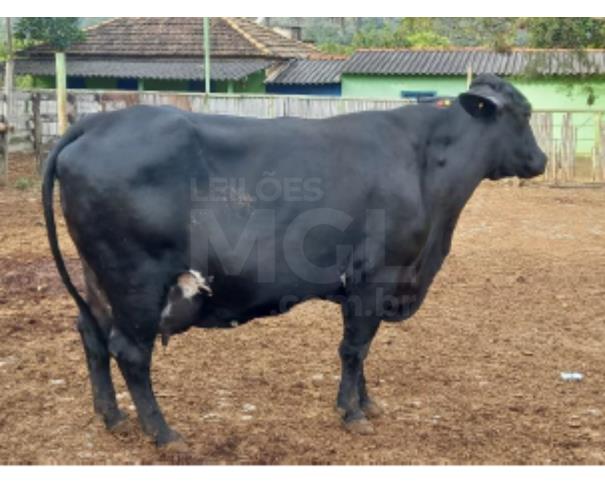 Foto de JAPARAÍBA/MG -  Vaca preta de grande porte