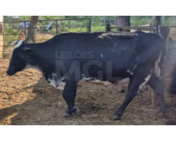 Foto de JAPARAÍBA/MG - 16 vacas leiteiras