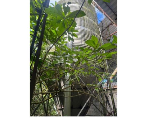 Foto de ORATÓRIOS/MG - Silo para armazenagem de grãos, marca Casp, capacidade de 43 toneladas