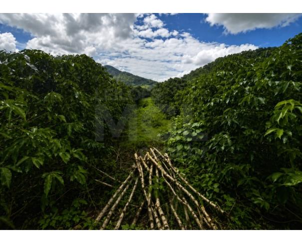 Foto de ORIZÂNIA/MG – Fazenda cafeeira produtiva com a área de 22,08,48ha, denominada Fazenda Providencia, Córrego da Fumaça