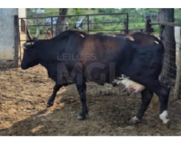 Foto de JAPARAÍBA/MG - 16 vacas leiteiras