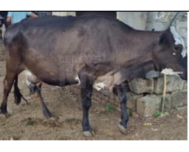 Foto de JAPARAÍBA/MG - 16 vacas leiteiras