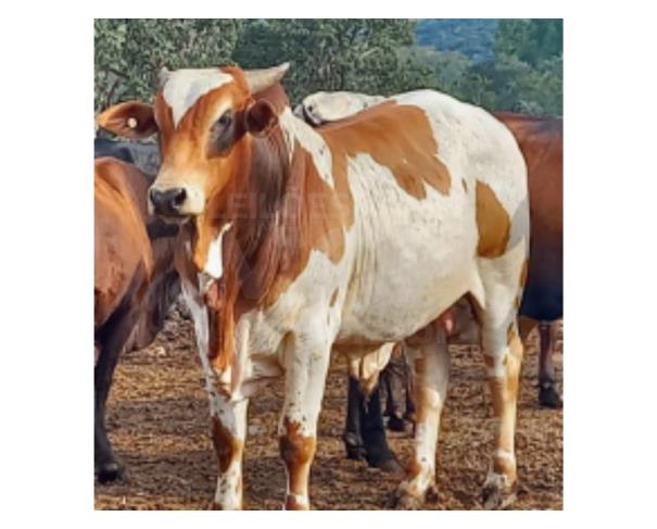 Foto de JAPARAÍBA/MG - Boi malhado de branco e castanho-avermelhado
