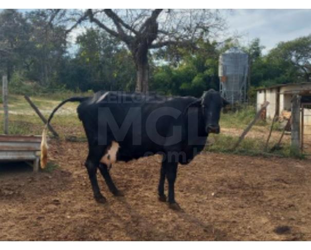 Foto de JAPARAÍBA/MG - Vaca com pelagem predominantemente preta