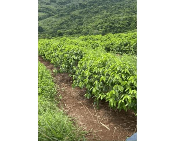 Foto de CAMBUQUIRA/MG – Imóvel rural com 8 hectares, contendo lavoura de café, denominado Serra do Angatu