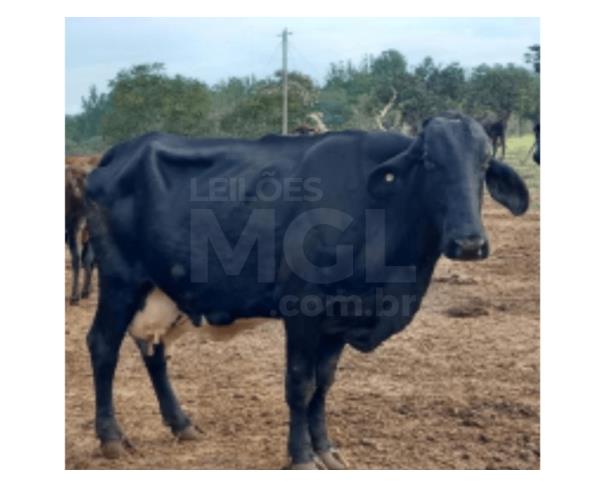Foto de JAPARAÍBA/MG -  Vaca de pelagem preta uniforme, barbela desenvolvida, marca X 