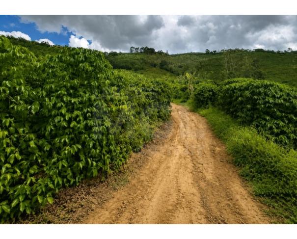 Foto de ORIZÂNIA/MG – Fazenda cafeeira produtiva com a área de 22,08,48ha, denominada Fazenda Providencia, Córrego da Fumaça