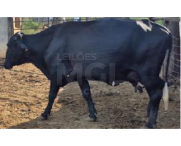 Foto de JAPARAÍBA/MG - 16 vacas leiteiras