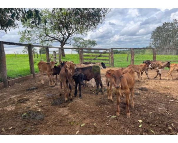 Foto de UNIÃO DE MINAS/MG - 15 Bezerros comuns da região