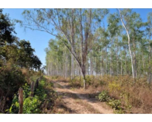 Foto de VÁRZEA GRANDE/MT — Terreno com 56.97.10 hectares (antiga cerâmica) com plantação de eucalipto