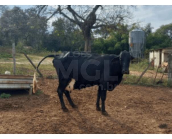 Foto de JAPARAÍBA/MG - 01 Vaca com pelagem predominantemente preta, corpo mais estreito, com marca A