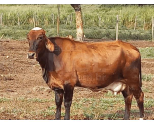 Foto de JAPARAÍBA/MG - Vaca com pelagem castanho-avermelhada uniforme, com mancha branca na cabeça