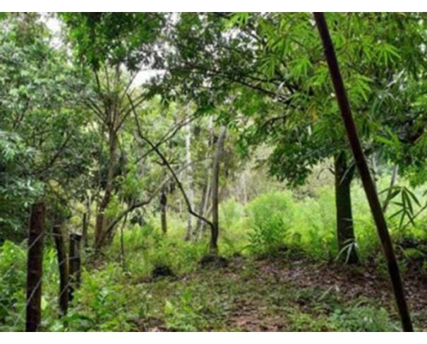 Foto de SILVA JARDIM/RJ — Fazenda com 305.80.00 hectares ou 63,19 alqueires