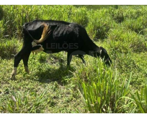 Foto de POTÉ/MG - Duas vacas mestiças, pesando em média 15 arrobas