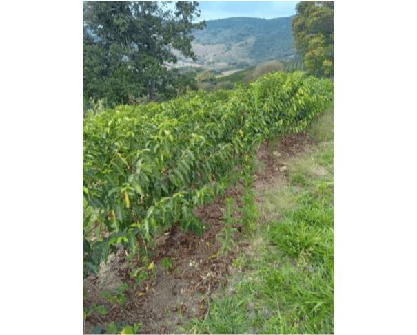 Foto de CAMBUQUIRA/MG – Imóvel rural com 8 hectares, contendo lavoura de café, denominado Serra do Angatu