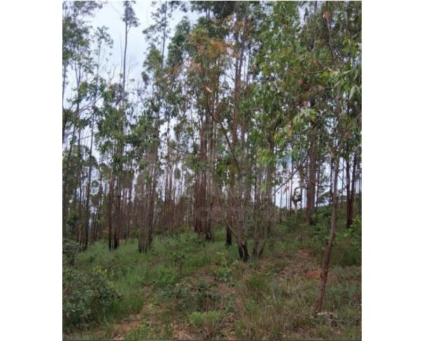 Foto de PIUMHI/MG - Aproximadamente 10,00 (dez) hectares de eucaliptos para lenha