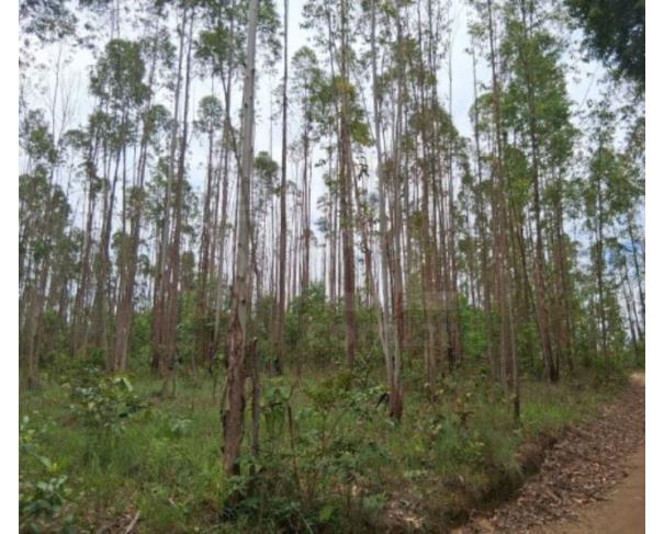 Foto de PIUMHI/MG - Aproximadamente 10,00 (dez) hectares de eucaliptos para lenha