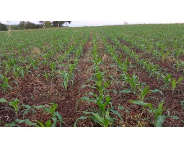 Foto de PATOS DE MINAS/MG – Terreno Rural com 02.00.00 hectares na Fazenda Alagoas
