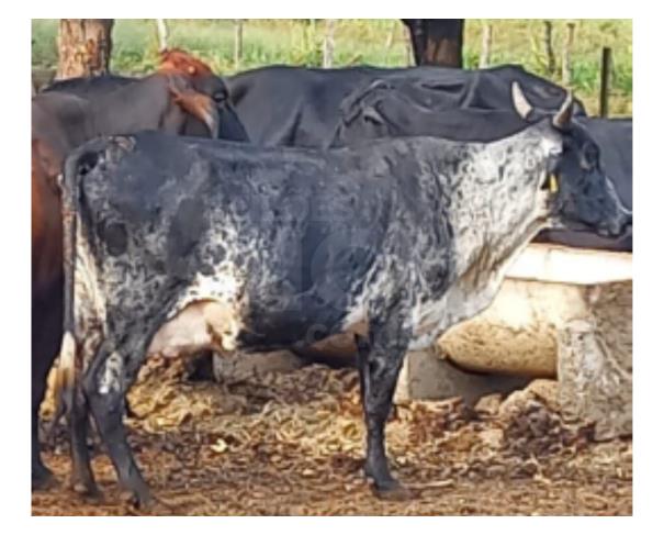 Foto de JAPARAÍBA/MG - Vaca com pelagem malhada