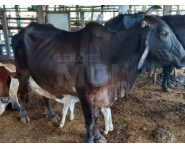 Foto de JAPARAÍBA/MG -  Vaca de porte grande acompanhada de bezerra, pelagem preta