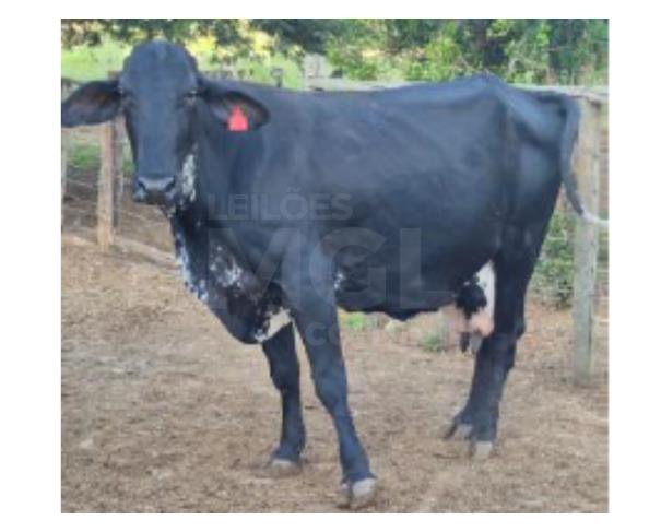 Foto de JAPARAÍBA/MG - 16 vacas leiteiras
