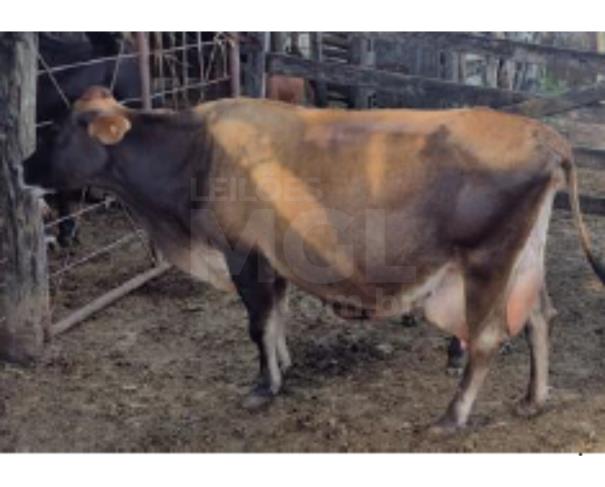 Foto de JAPARAÍBA/MG - 16 vacas leiteiras