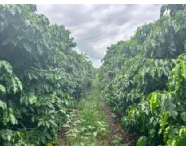 Foto de CAMPOS GERAIS/MG — Terreno Rural com 3.26.88 hectares no lugar denominado Palmeiras
