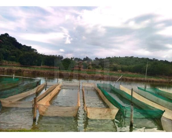 Foto de GUARANÉSIA/MG — Sítio com 7.200,00m² contendo 01 tanque para pesca no Santa Cruz da Barra
